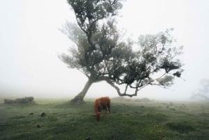 Funchal: Vereda do Fanal PR13 Vandring med transfer och guide