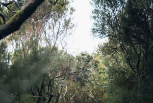 Funchal: Vereda do Fanal PR13 Vandring med transfer och guide