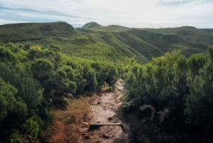 Funchal: Vereda do Fanal PR13 Vandring med transfer och guide