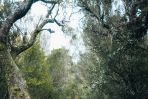 Funchal: Vereda do Fanal PR13 Vandring med transfer och guide