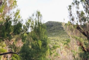 Funchal: Vereda do Fanal PR13 Vandring med transfer och guide