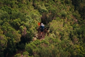 Funchal: Vereda do Fanal PR13 Vandring med transfer och guide