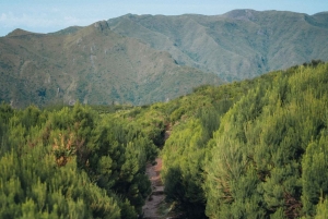 Funchal: Vereda do Fanal PR13 Vandring med transfer och guide