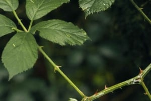 Funchal: Vereda do Fanal PR13 Vandring med transfer och guide