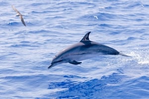 Funchal: Whale and Dolphin Watching Speed Boat Tour