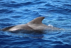 Funchal: Whale and Dolphin Watching Speed Boat Tour