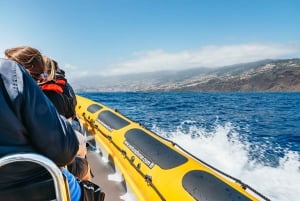 Funchal: Whale and Dolphin Watching Speed Boat Tour