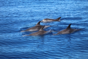 Funchal: Whale and Dolphin Watching Speed Boat Tour