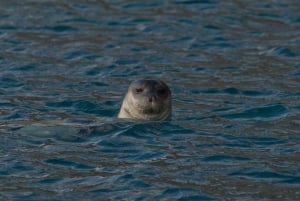 Funchal: Whale and Dolphin Watching Speed Boat Tour