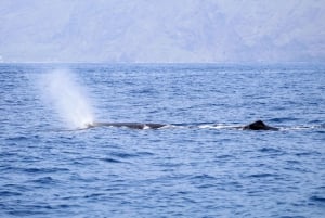 Funchal: Whale and Dolphin Watching Speed Boat Tour