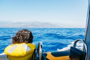 Funchal: Whale and Dolphin Watching Speed Boat Tour