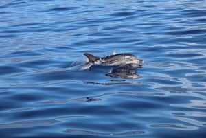 Funchal: Whale and Dolphin Watching Speed Boat Tour