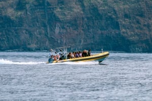 Funchal: Whale and Dolphin Watching Speed Boat Tour