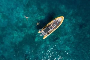 Funchal: Whale and Dolphin Watching Speed Boat Tour