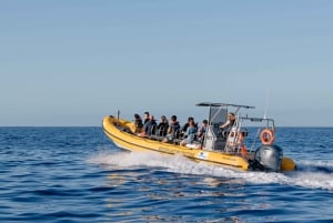 Funchal: Whale and Dolphin Watching Speed Boat Tour