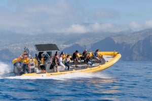 Funchal: Whale and Dolphin Watching Speed Boat Tour