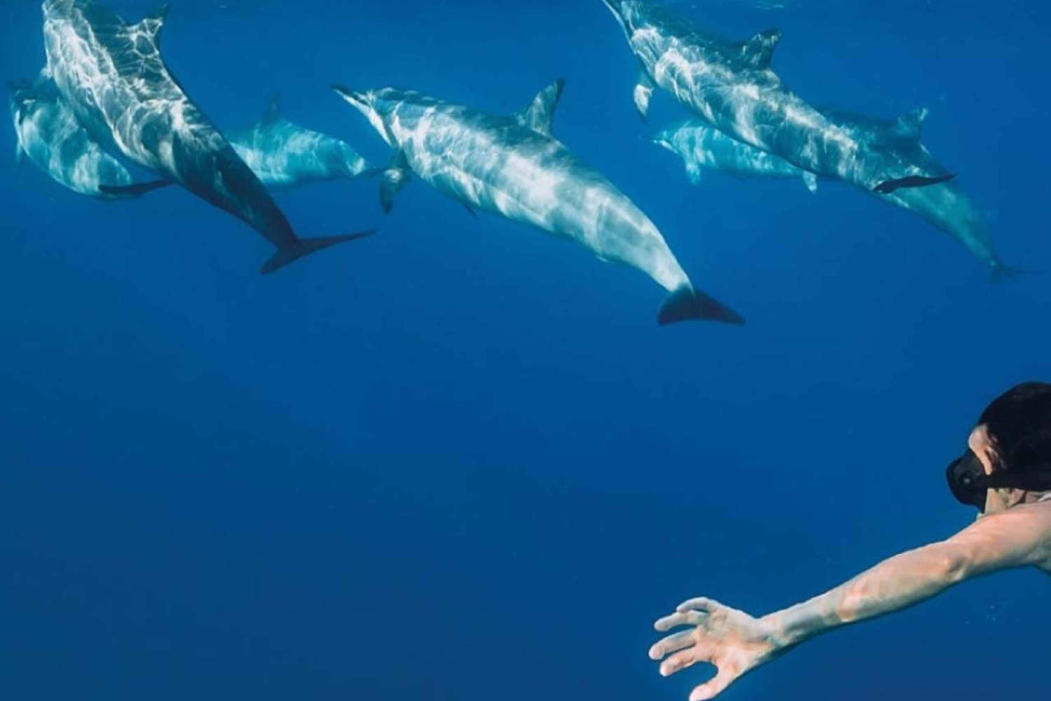 Funchal: Hvalsafari og svømming med delfiner