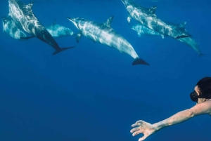 Funchal: Hvalsafari og svømming med delfiner