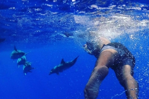 Funchal: Hvalsafari og svømming med delfiner