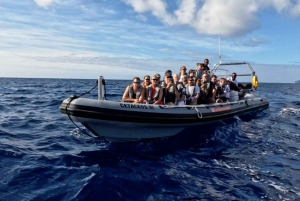 Funchal: Hvalsafari og svømming med delfiner