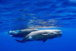 Funchal: Hvalsafari og svømming med delfiner