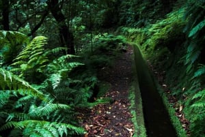 Hiking Madeira: Levada do Rei and the Majestic Laurissilva