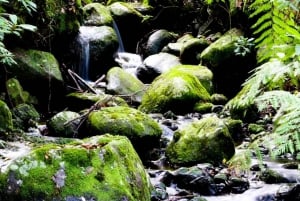 Hiking Madeira: Levada do Rei and the Majestic Laurissilva