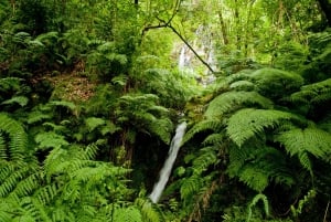 Hiking Madeira: Levada do Rei and the Majestic Laurissilva