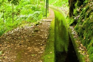 Hiking Madeira: Levada do Rei and the Majestic Laurissilva