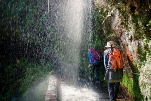 Faz caminhadas na Madeira: Levada do Rei e a majestosa Laurissilva