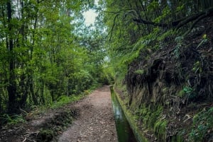 Faz caminhadas na Madeira: Levada do Rei e a majestosa Laurissilva