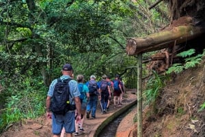 Faz caminhadas na Madeira: Levada do Rei e a majestosa Laurissilva