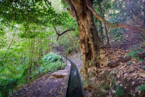 Faz caminhadas na Madeira: Levada do Rei e a majestosa Laurissilva
