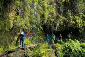 Faz caminhadas na Madeira: Levada do Rei e a majestosa Laurissilva