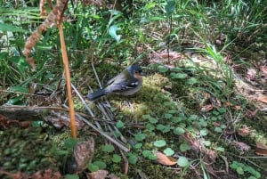 Hiking Trip with a Local