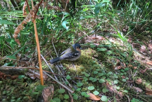 Hiking Trip with a Local