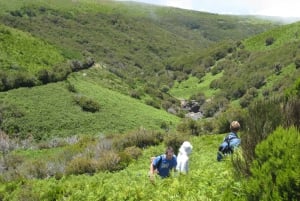 Levada do Alecrim (Madeira Lakes) Full-day walk