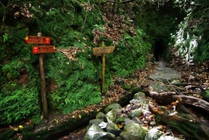 Levada Walk and Caldeirao Verde Waterfalls: Madeira