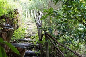 Levada Walk and Caldeirao Verde Waterfalls: Madeira