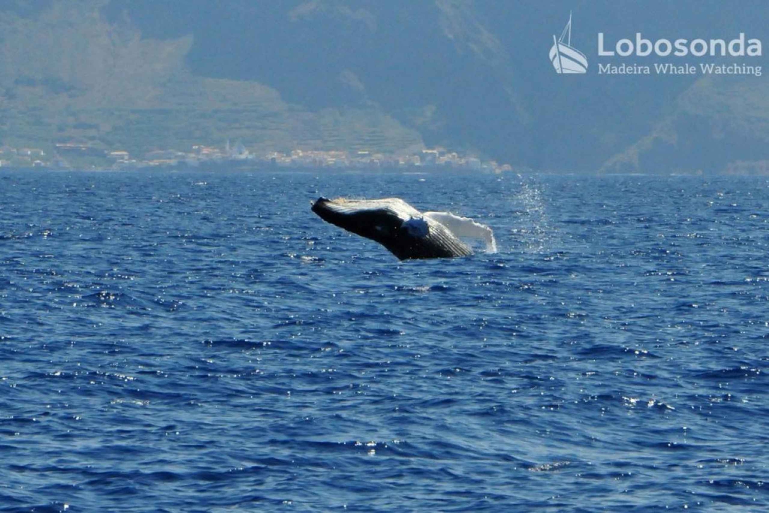 Whale Watching-Tour mit der Lobosonda „Ribeira Brava“