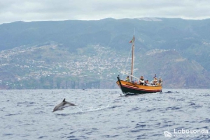 Whale Watching-Tour mit der Lobosonda „Ribeira Brava“