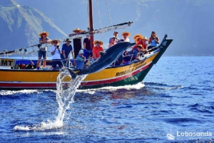 Whale Watching-Tour mit der Lobosonda „Ribeira Brava“