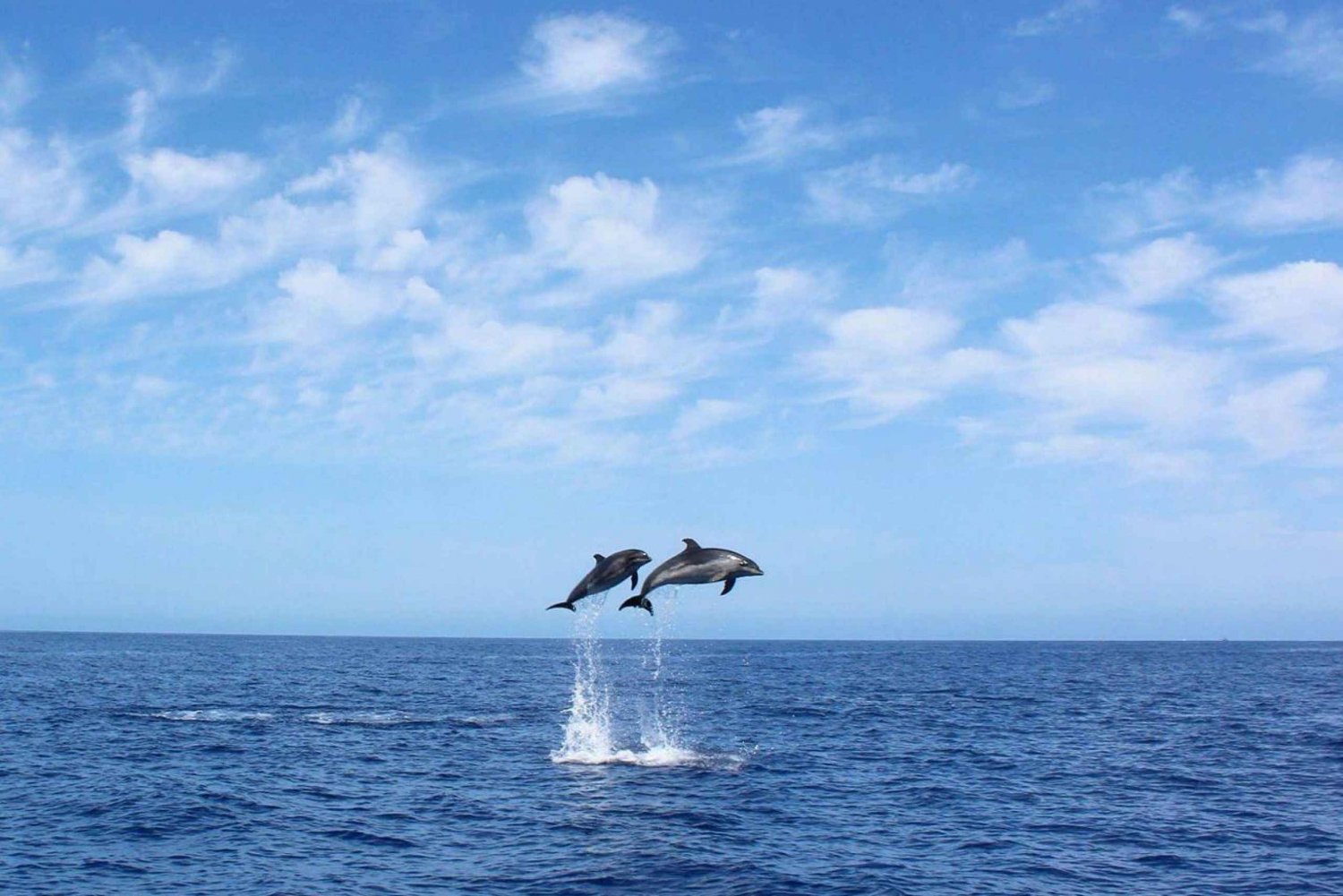 Madeira: 2.5-Hour Whale and Dolphin-Watching Cruise