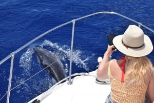 Madeira: 2.5-Hour Whale and Dolphin-Watching Cruise