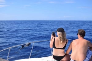 Madeira: 2.5-Hour Whale and Dolphin-Watching Cruise