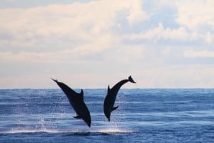 Madeira: 2.5-Hour Whale and Dolphin-Watching Cruise