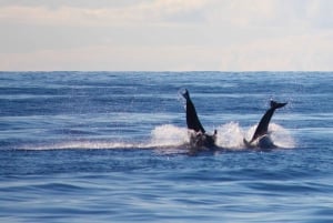 Madeira: 2.5-Hour Whale and Dolphin-Watching Cruise