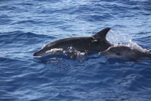 Madeira: 2.5-Hour Whale and Dolphin-Watching Cruise