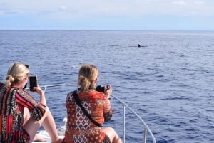 Madeira: 2.5-Hour Whale and Dolphin-Watching Cruise