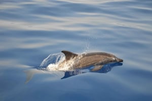 Madeira: 2.5-Hour Whale and Dolphin-Watching Cruise